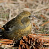 White-winged Crossbill ♀