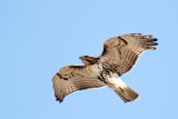 Red-tailed Hawk