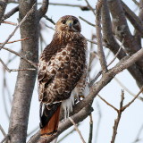 Red-tailed Hawk