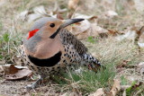 Northern Flicker ♂ / (Yellow-shafted)