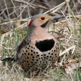 Northern Flicker ♂ / (Yellow-shafted)