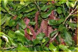 fleurs de macadamia - flowers