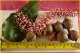 nuts-macadamia-flowers