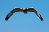 Rough-legged Buzzard/Fjllvrk/coming right at you!