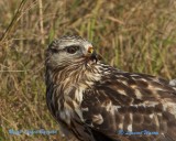 Rough-legged Buzzard/Fjllvrk