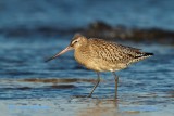 Bar-tailed Godwit/Myrspov