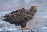 White-tailed Eagle/Havsrn