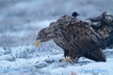 White-tailed Eagle/Havsrn