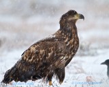 Golden Eagle/Kungsrn.