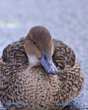 Northern Pintail/Stjrtand/female