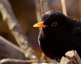 Common Blackbird/Koltrast