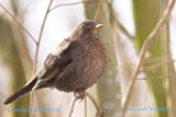 Common Blackbird/Koltrast/female