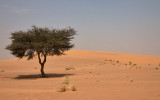 Woestijnboom - Mauritania