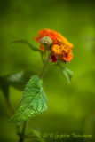 Lantana... ou paradis pour papillons!