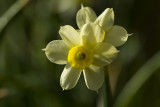 Narcis.jpg