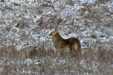 coyote4114-800b.jpg