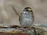 sparrow-whitethroated4082-1024.jpg