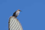 Moqueur des Galapagos