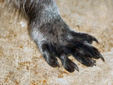 Raccoon paw