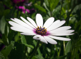 Gazania (African Daisy)