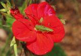 Grasshopper On Impatiens