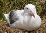 Southern Royal Albatross, Campbell Island (12/5/2012)