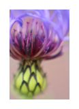 cazis flower