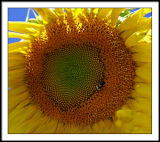 aug 20 flower