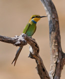 Swallow-tailed beeater1