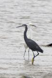 Western Reef Heron with Snowy Egret, New Castle, NH - September 2006