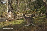 Eastern Grey Kangaroo <i>(Macropus giganteus)</i>