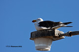 Pacific Gull <i>(Larus pacificus)</i>