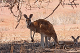 Red Kangaroo <i>(Macropus rufus)</i>