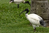 Australian White Ibis <I>(Threskiornis molucca)</i>