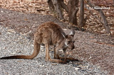 Western Grey Kangaroo <i>(Macropus fuliginosus)</i>