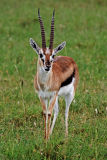 Thompsons gazelle
