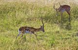 Thompsons gazelle, impala in the background