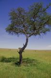 Cheetahs tree