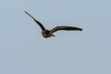 Amur Falcon - Amuri vrcse - Falco amurensis