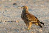Eastern Imperial Eagle - Parlagi sas - Aquila heliaca