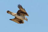 Bonellis Eagle - Hjasas - Aquila fasciatus 