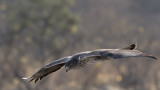 Bonellis Eagle - Hjasas - Aquila fasciatus 