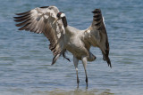 Common Crane - Daru - Grus grus