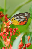 Delias hyparete metarete (Painted Jezebel) - female