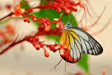 Delias hyparete metarete (Painted Jezebel)