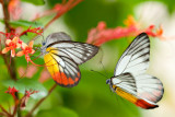 Delias hyparete metarete (Painted Jezebel)