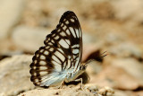 Athyma ranga obsolescens (Black Veined Sergeant)
