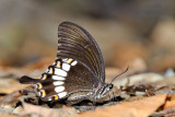 Papilio prexaspes pitmani (Lesser Helen or Banded Mormon)