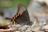 Papilio paris paris (Paris Peacock)