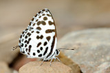 Castalius rosimon rosimon (Common Pierrot)